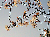 Bathed in evening's being positive by the flower of the cherry tree is beautiful.