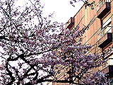 Already in full bloom and the neighborhood of the tree of the sunshine