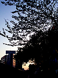 The silhouette of the tree of the cherry tree