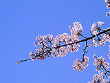 Full of bloom?